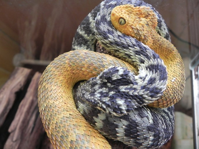 Колючая кустарниковая гадюка (Atheris hispida)