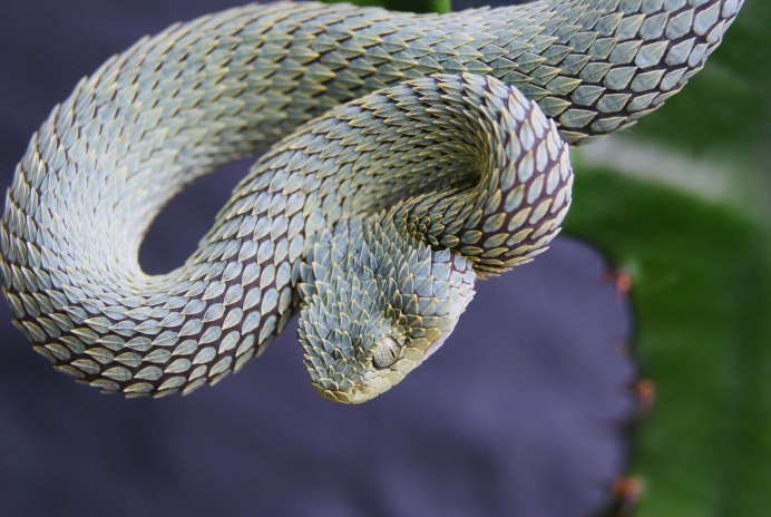 Hairy Bush Viper Behavior