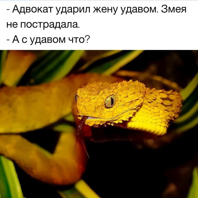 Кустарниковая гадюка (Atheris