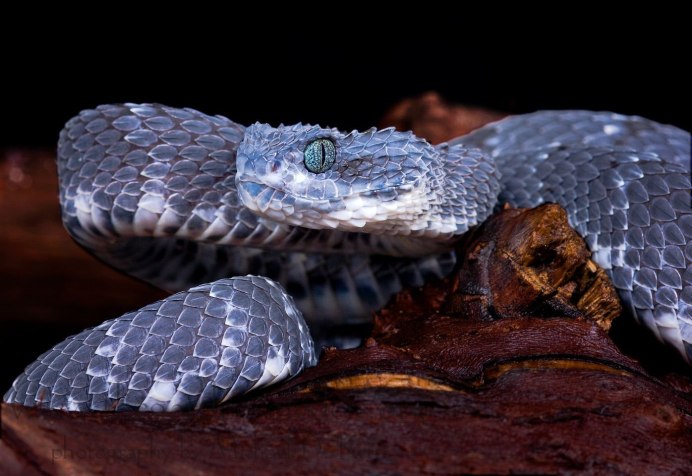 Atheris chlorechis