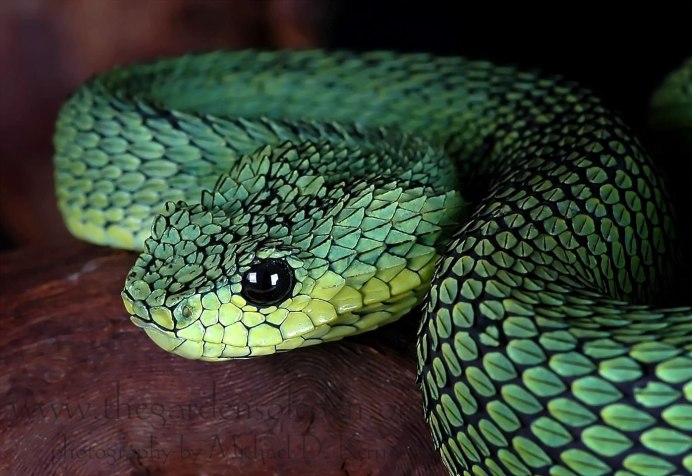 Atheris ceratophora