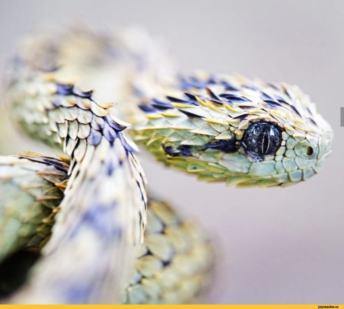 Кустарниковая гадюка (Atheris