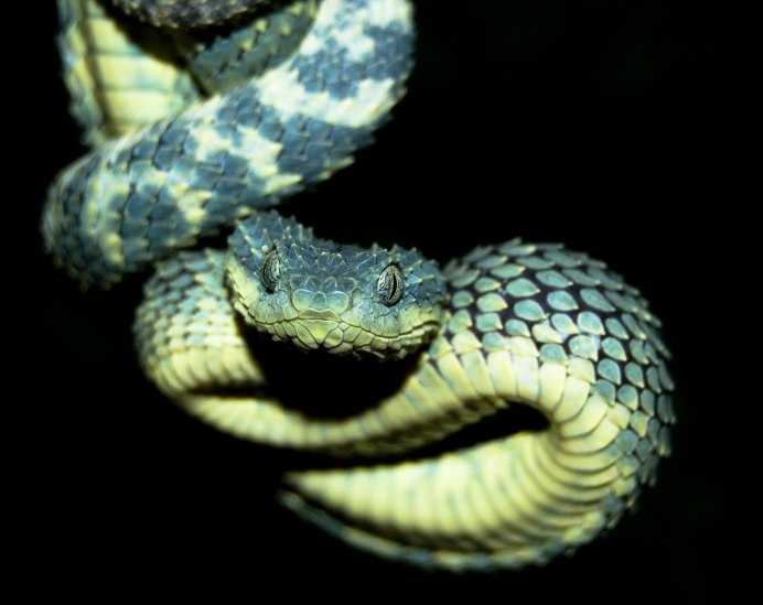 Bush Viper змея