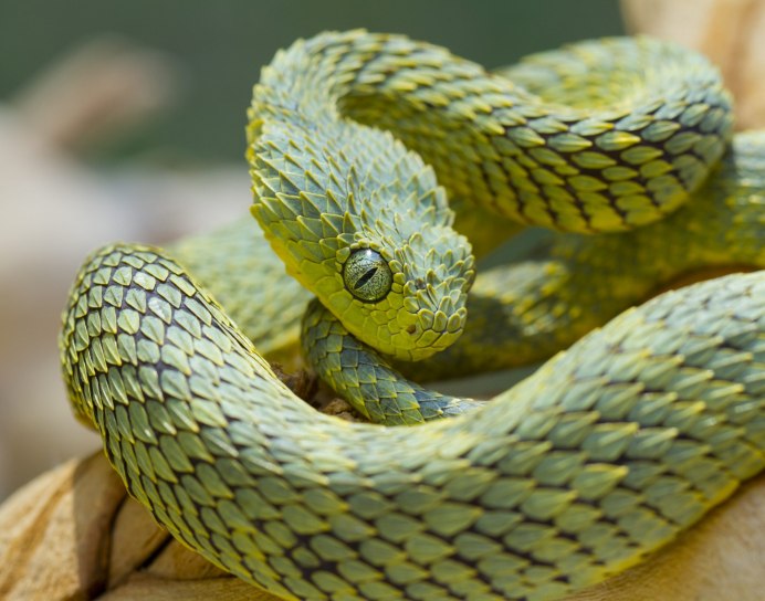 Кустарниковая гадюка (Atheris