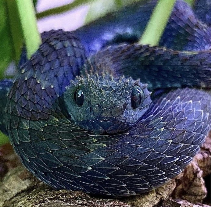 Кустарниковая гадюка (Atheris