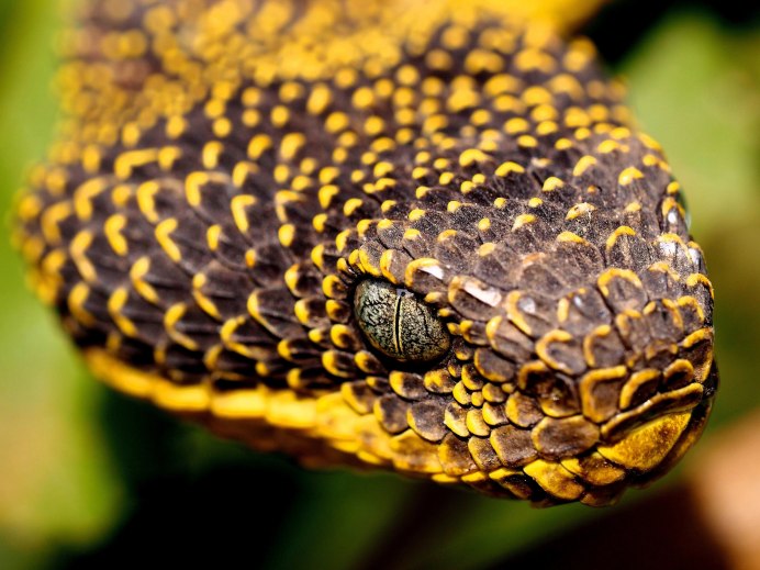 Кустарниковая гадюка (Atheris