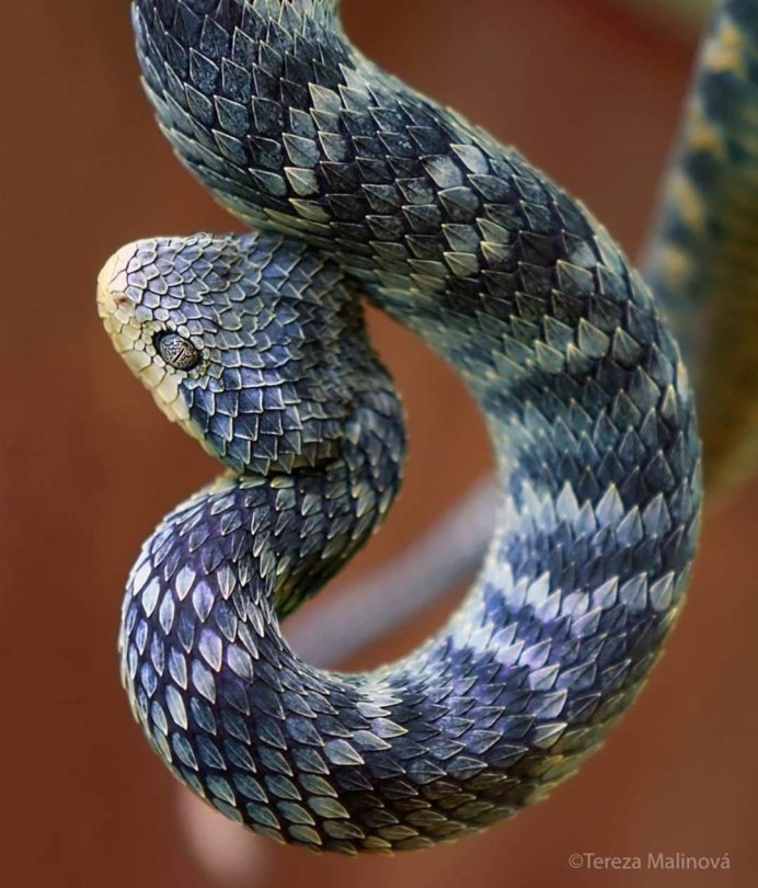 Кустарниковая гадюка (Atheris