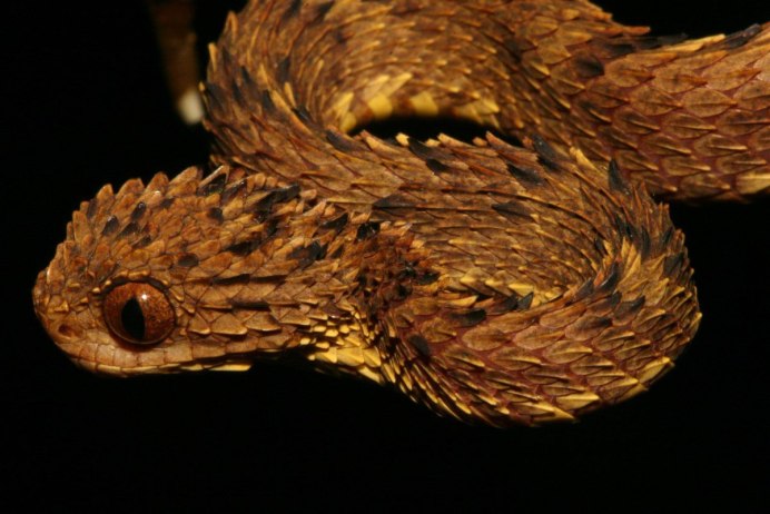 Шершавая древесная гадюка (Atheris squamigera)