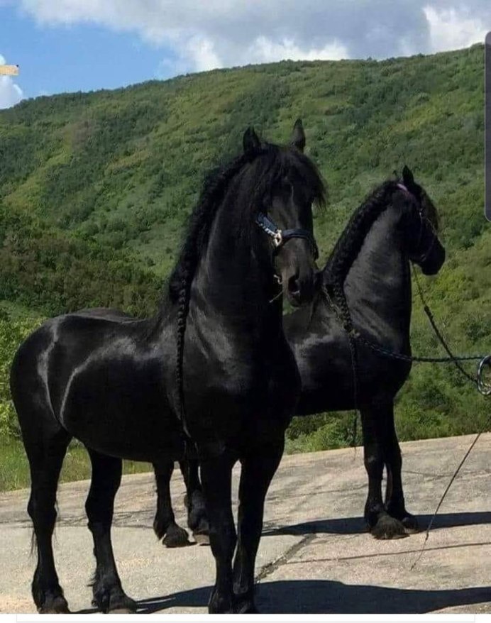 Карачаевский жеребец Сербаз
