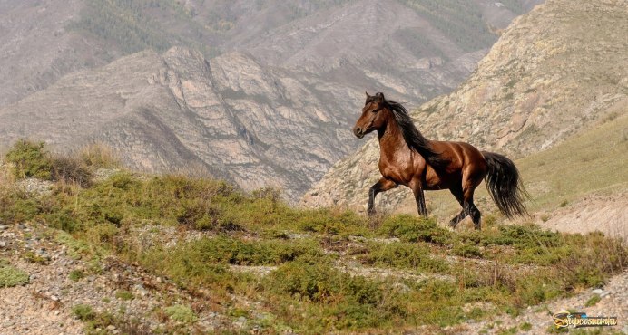 Жеребец карачаевской породы Оскар