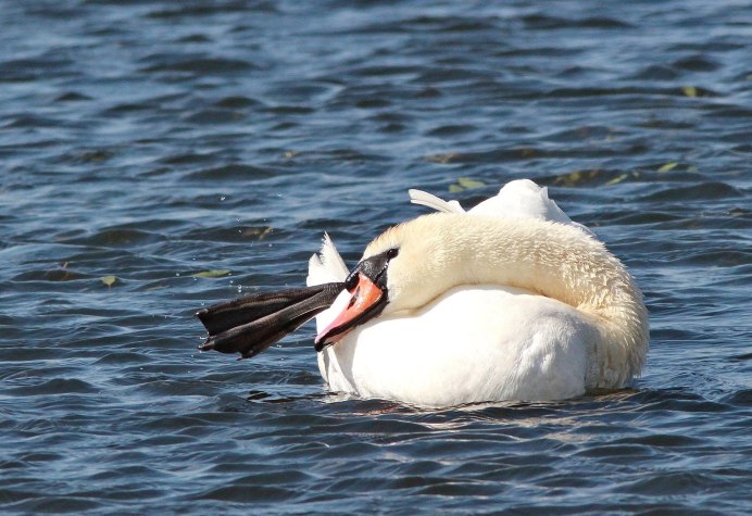 Лебедь перепонки