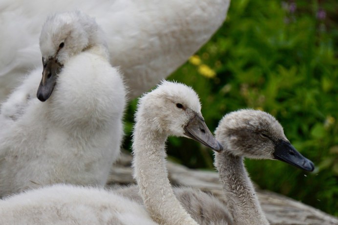 Лебединые лапы