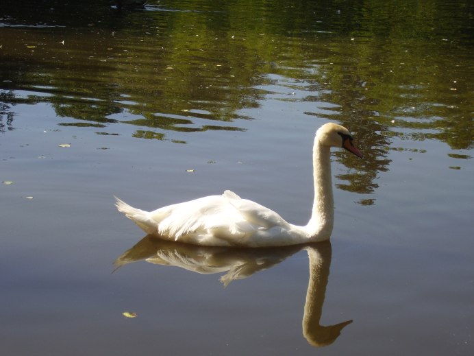 Лебедь (серый)