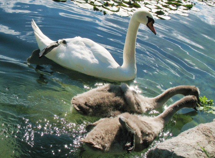 Лапки лебедя