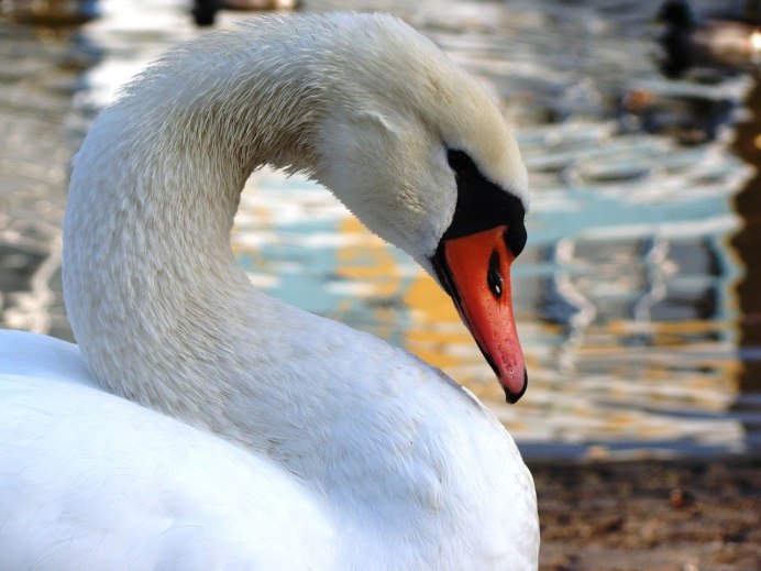Лебеди брачный период