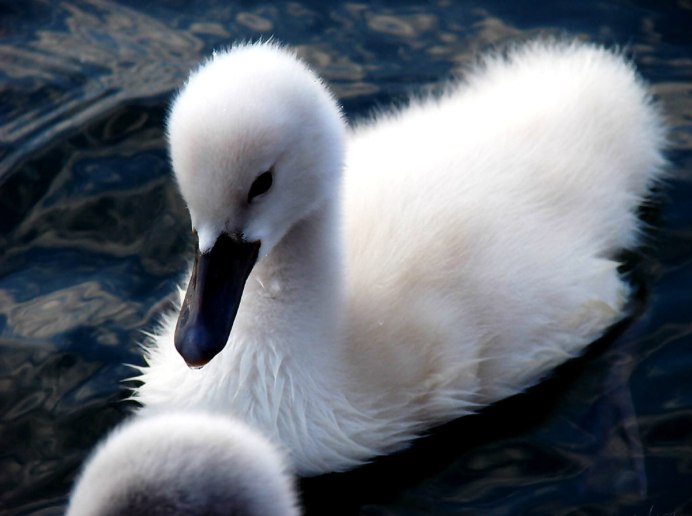 Лебединый выводок