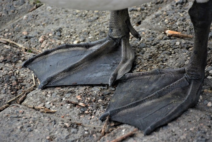 Лапы лебедя