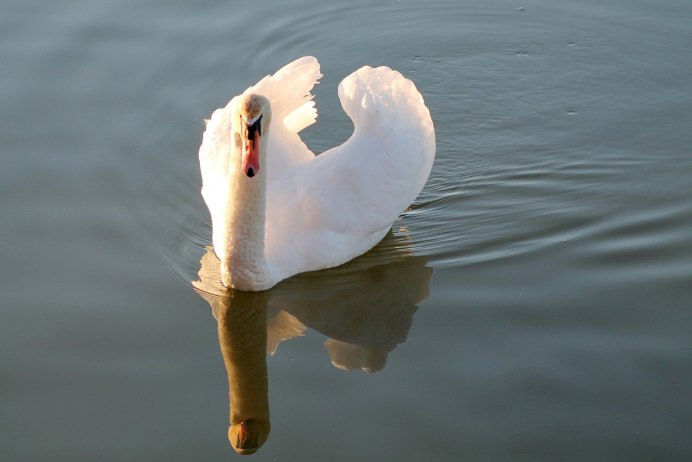 Лапки лебедя