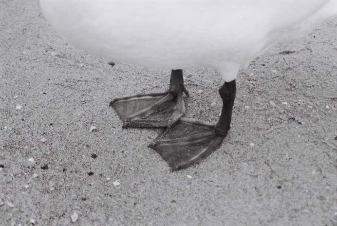 Лебедь с ногами человека