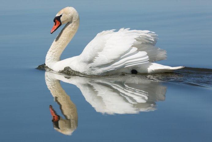 Ноги лебедя