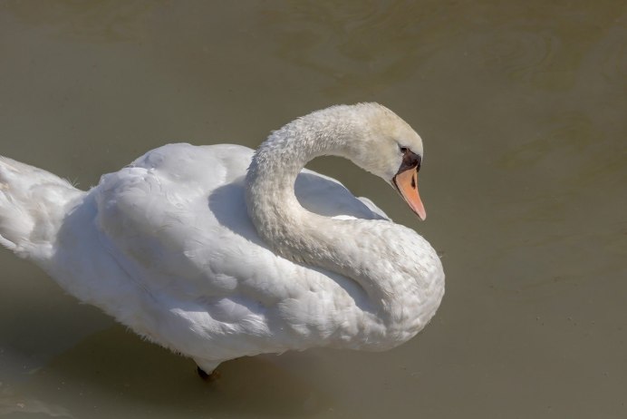 Лебедь перепонки