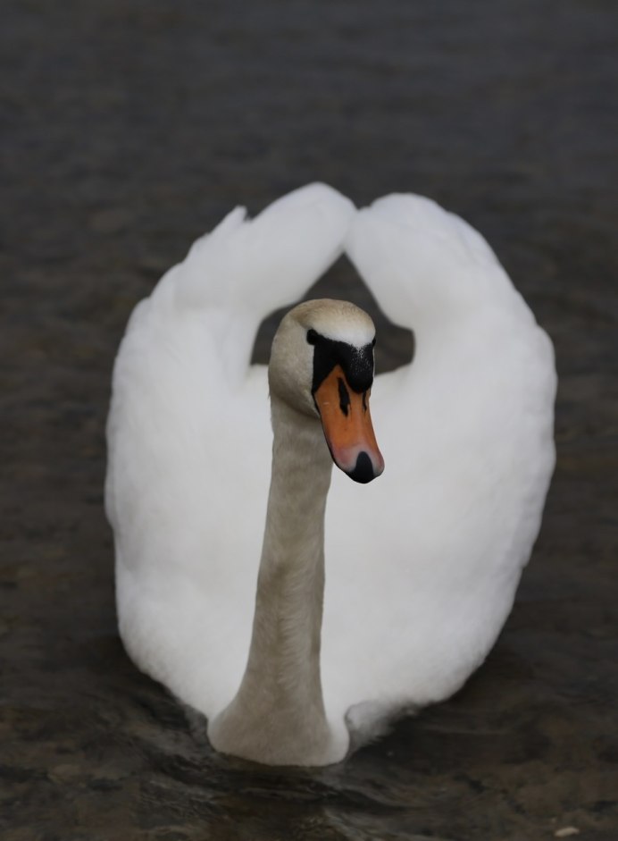 Перепончатые лапы лебедя