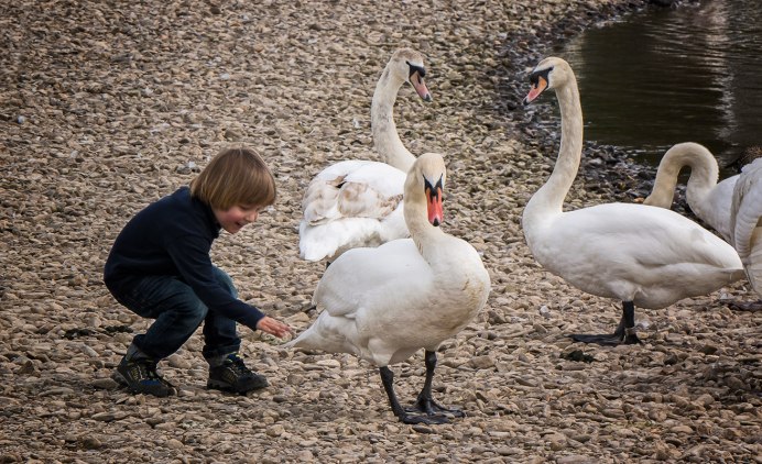 Лебедь для детей