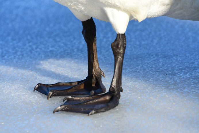 Лапы лебедя