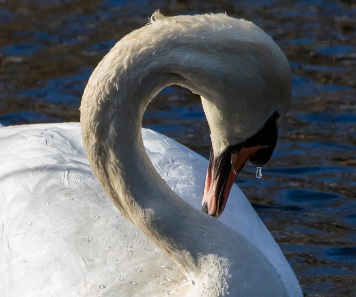 Лебеди на воде фото