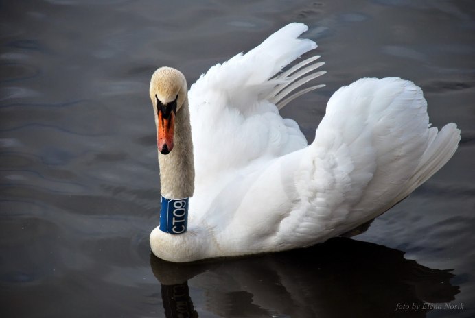 Гусиные ноги