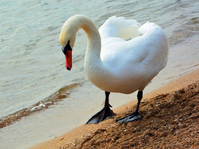 Лебедь шипун Крым