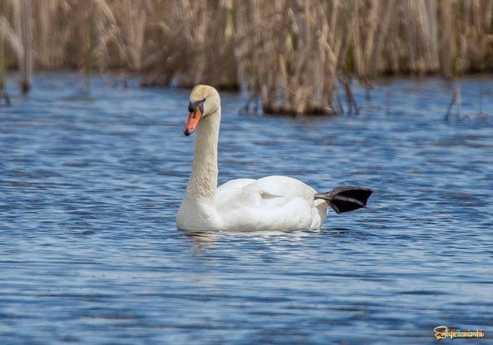 Лапы лебедя