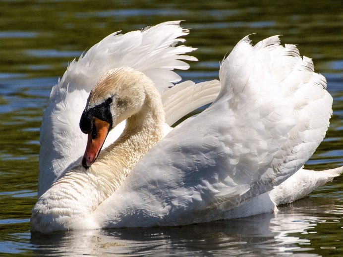 Лебедь шипун лапы