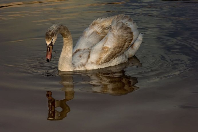 Лебединые лапы