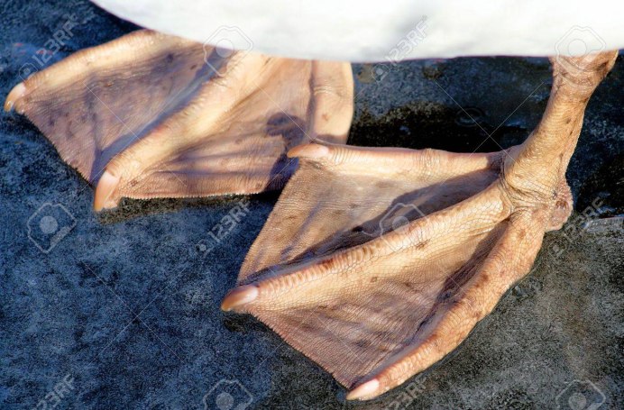 Лебедь шипун лапы