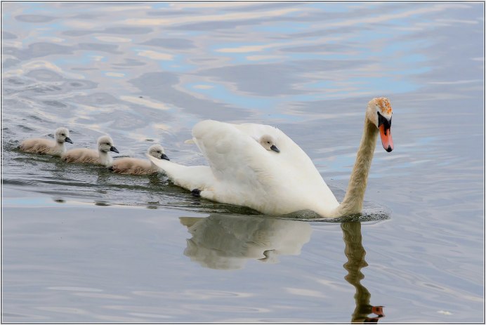 Лебедь шипун лапы