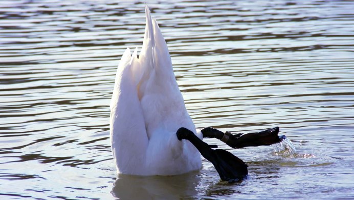 Птицы звери в Сары Челеке