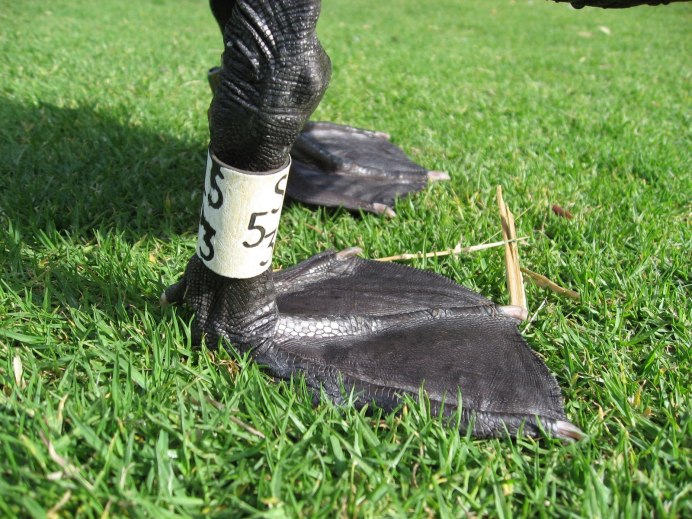 С лебедь Красноярский край