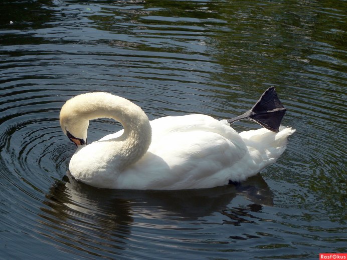 Зубы лебедя