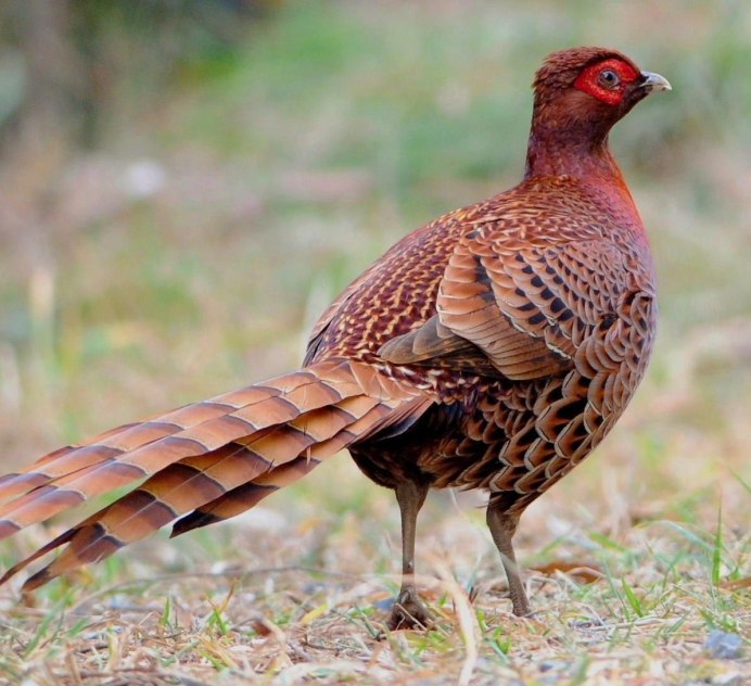 Gallus птица