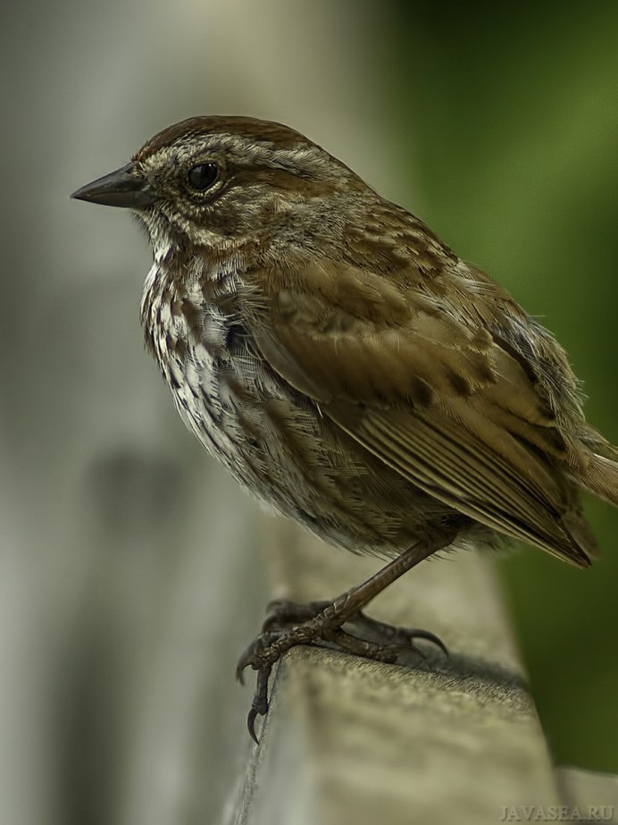 Серая мухоловка (Muscicapa striata)