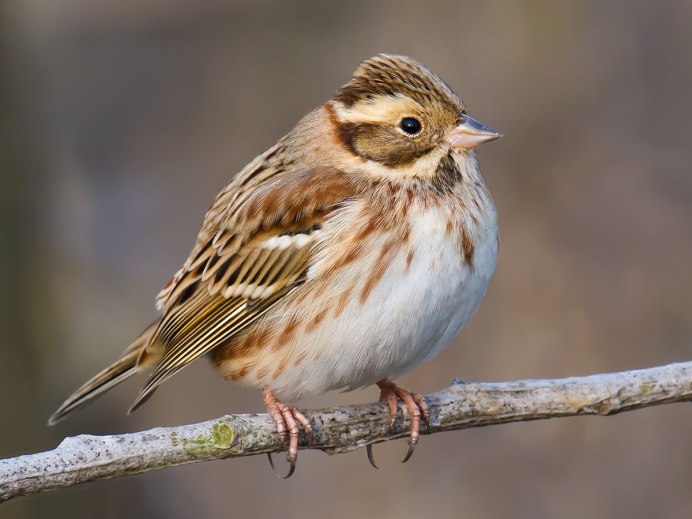 Turdus viscivorus