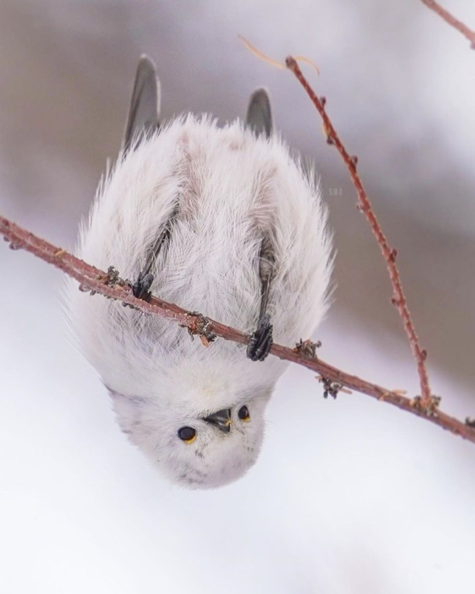 Корейская синица