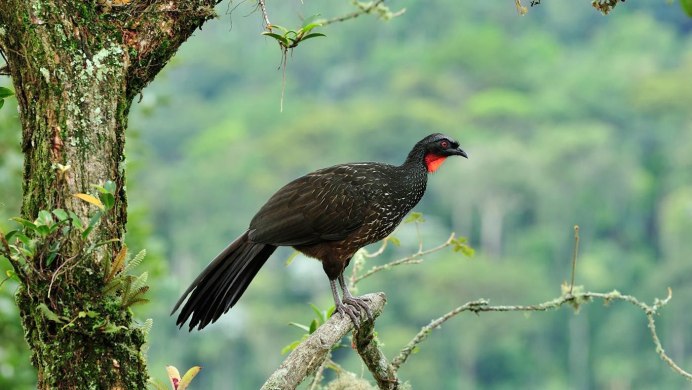 Black Guan Bird