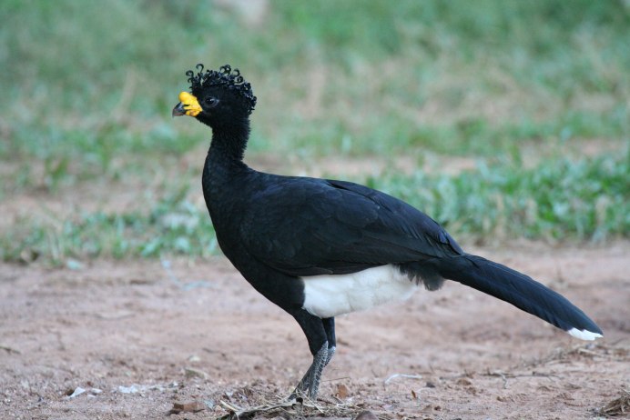 Рогатый Кракс - Pauxi unicornis