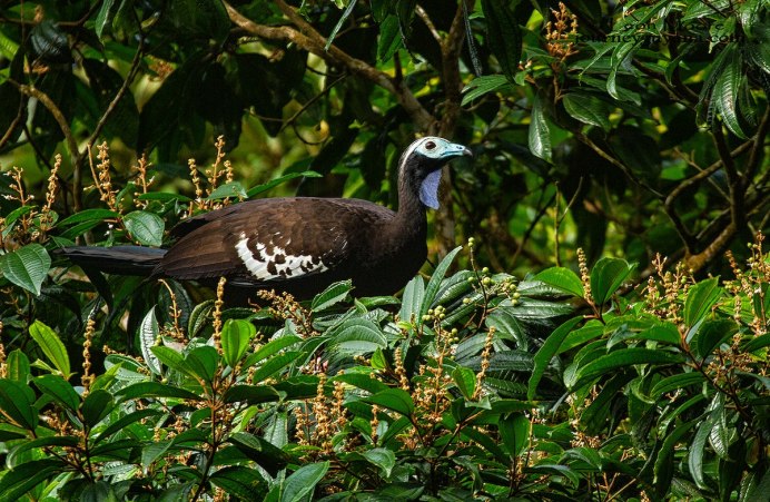 Black Guan Bird