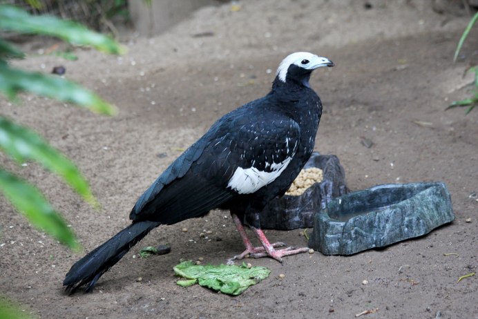 Black-Fronted Piping Guan