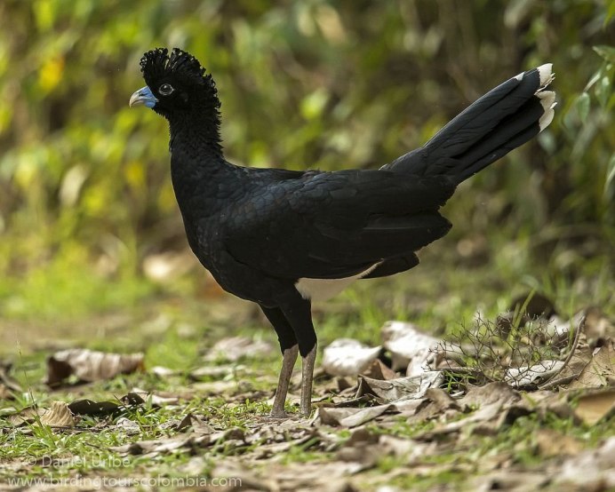 Mesitornis Unicolor