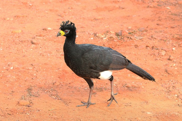 Penelope PURPURASCENS