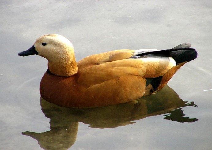 Породы уток кряква